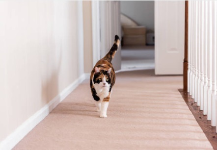 cat in hallway on carpet