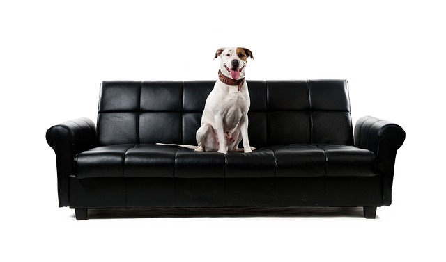 3-seat leather black sofa with a white dog on it