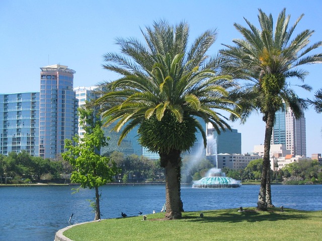 View in Orlando, Palm Trees, Water